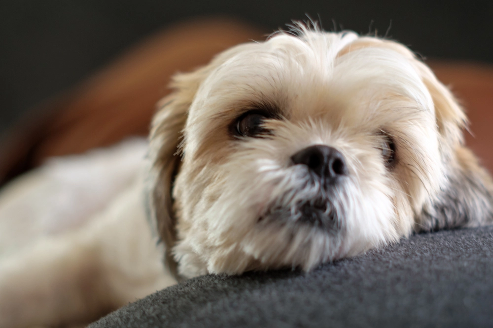 Close,Up,White,Shih,Tzu,Laying,On,The,Floor