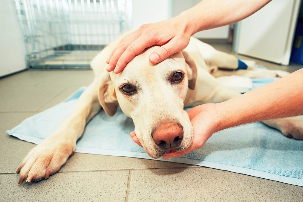 Dog,Surgery.,Labrador,Retriever, hund