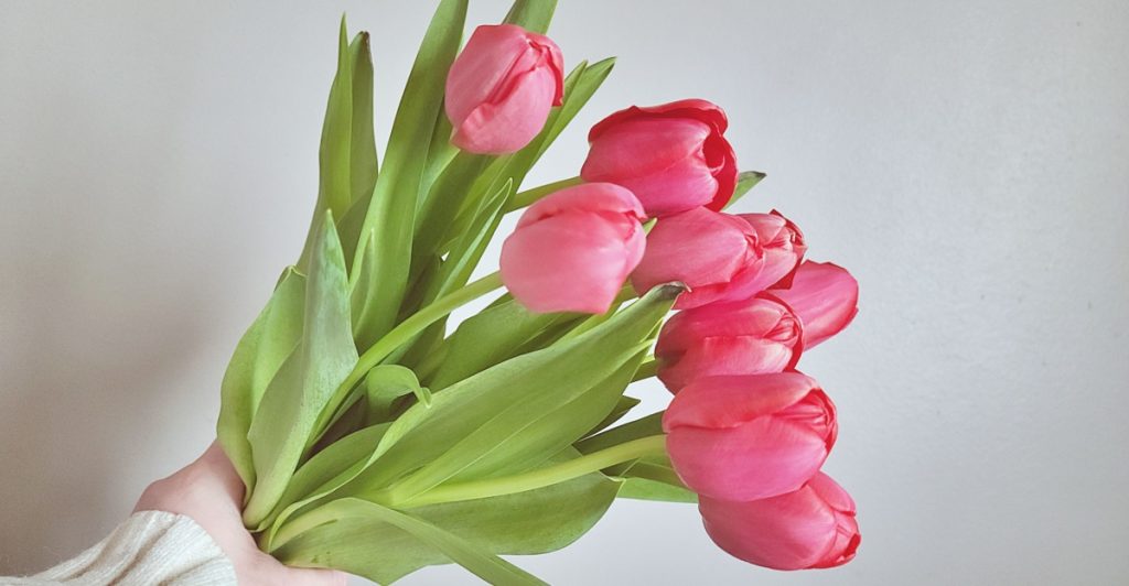 tulip,tulipan
