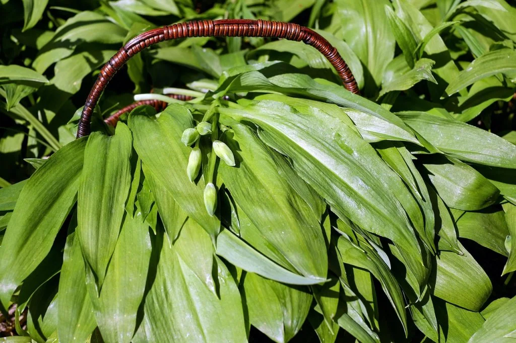 wild garlic ramsløg