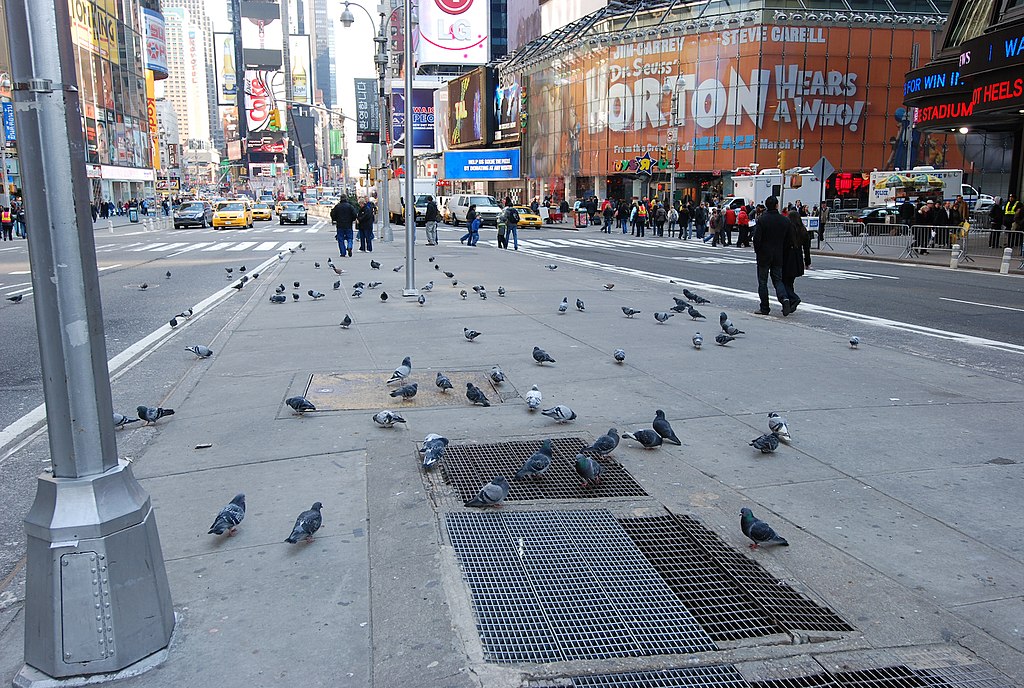 Färre duvor i New York City – ingen vet vart fåglarna tar vägen