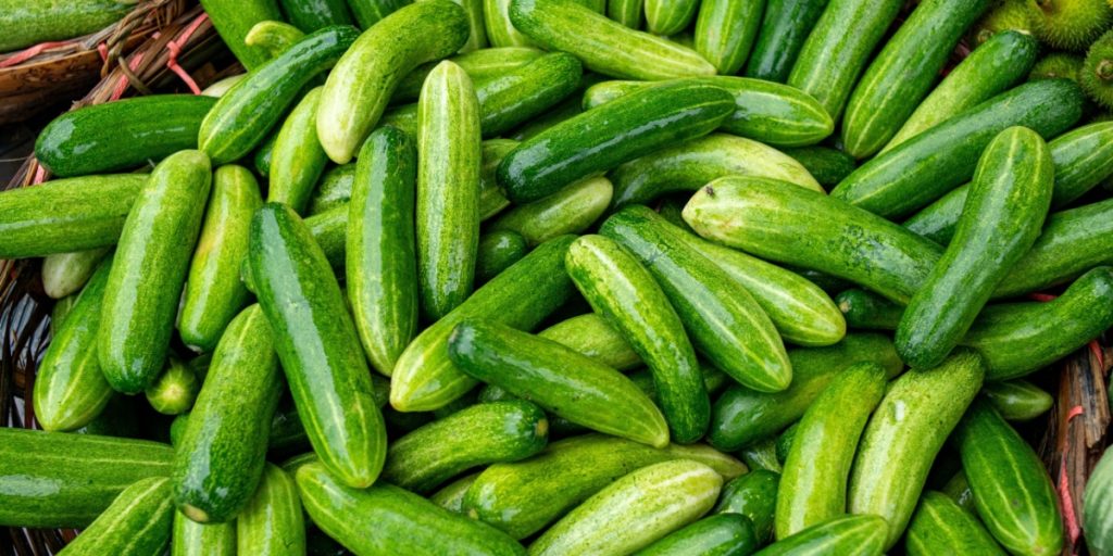 Cucumbers Cucumber Agurk