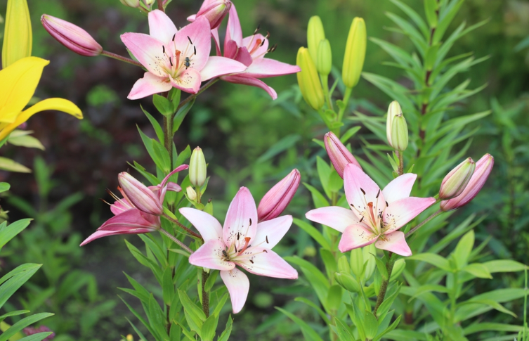 Make the Most of Rainwater: These 5 Plants Love Wet Soilto Draft