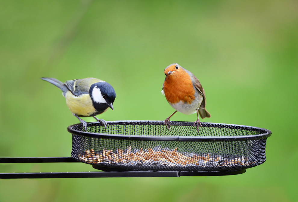 Bird, Fugl, Fodder