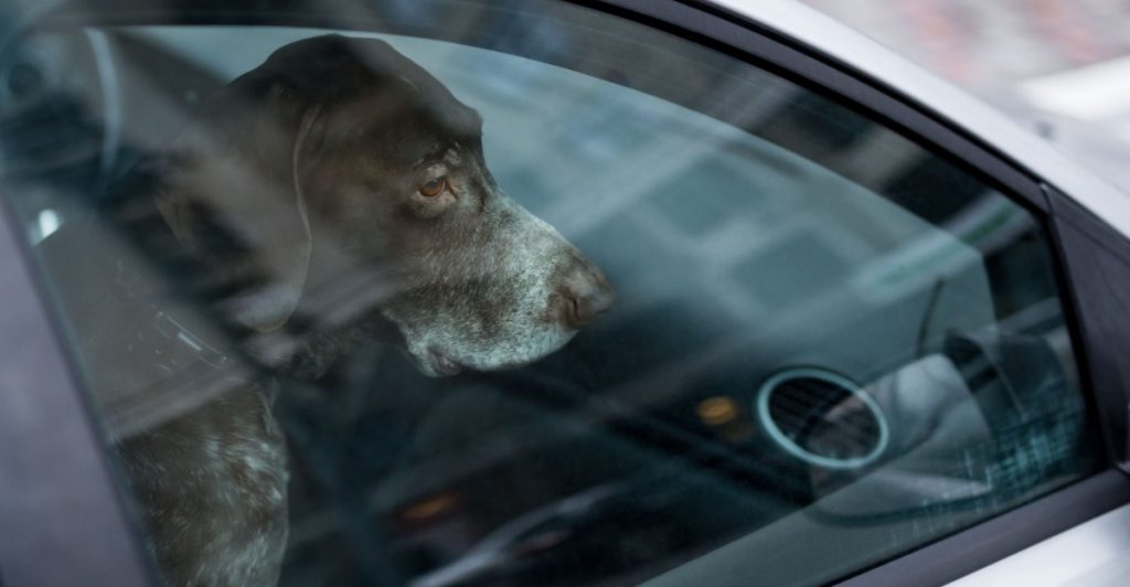 Hundarna dog i bilen – nu faller domen mot två svenska män