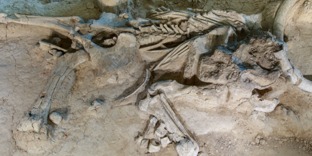 Paleontology, fossil