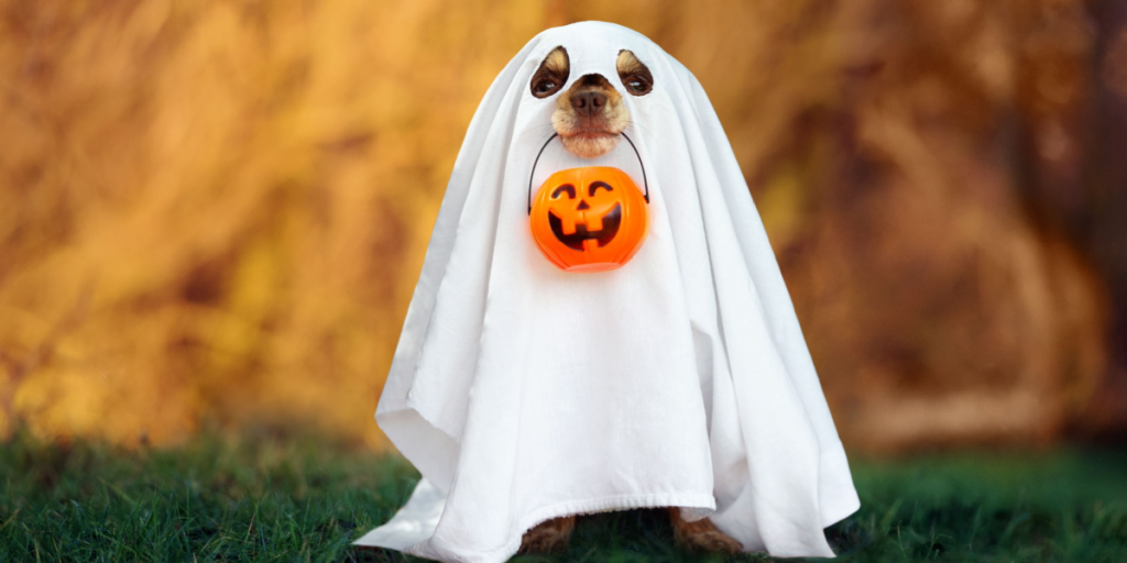 Dog, ghost, halloween