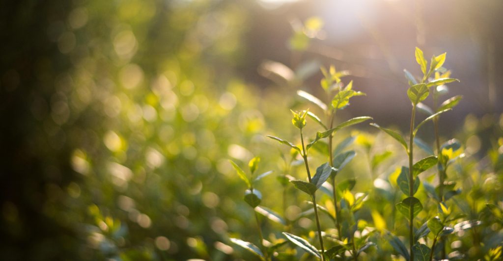 Got Green Fingers? Here’s How to Build a Living Fence That Grows With Your Garden