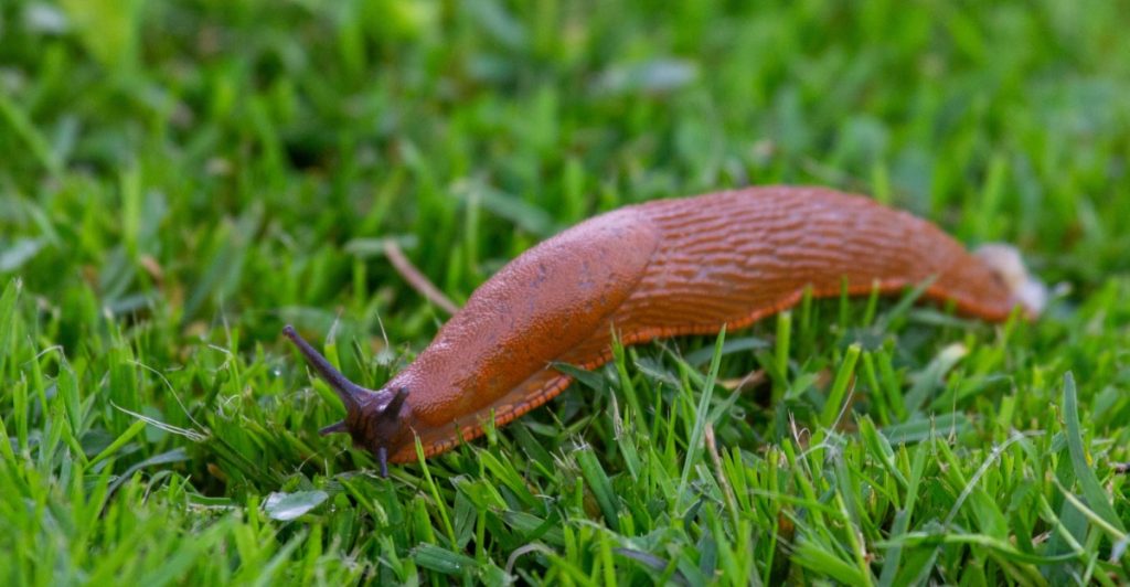 Snigel, sniglar i trädgård