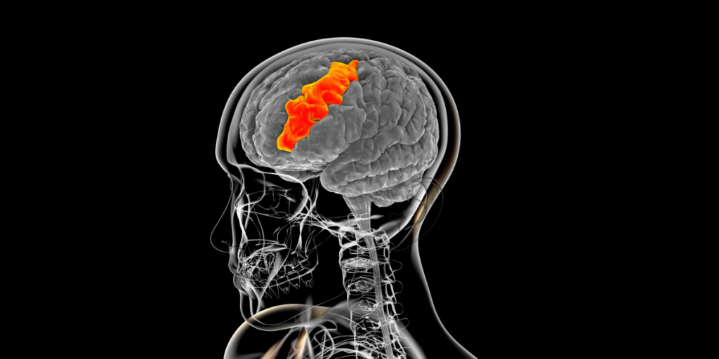 Middle frontal gyrus, brain, scan, skeleton