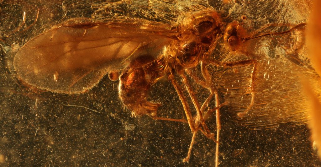 Be Glad It’s Dead: Ancient ‘Hell Ant’ Found With Jaws Made to Impale