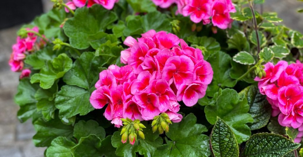 Pelargoner, blommor