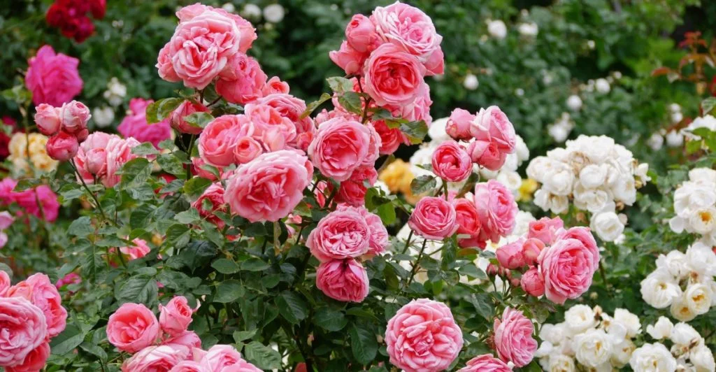 Rosor, blommor