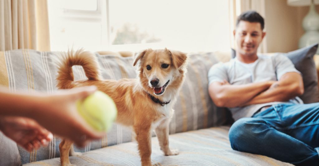 5 Reasons Why Playing With Your Pet Is More Important Than You Think