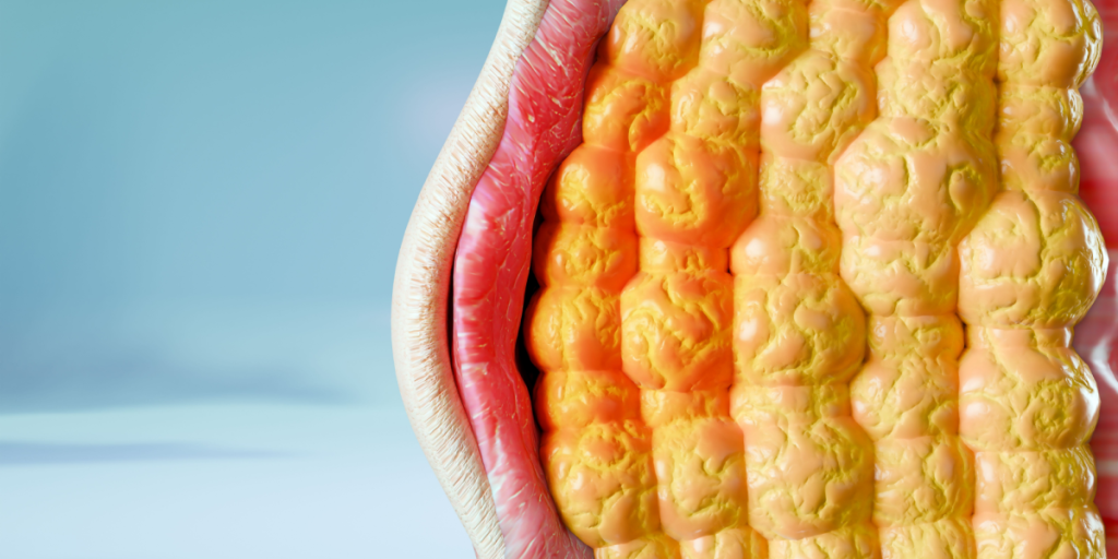 Bodyfat, fatty tissue
