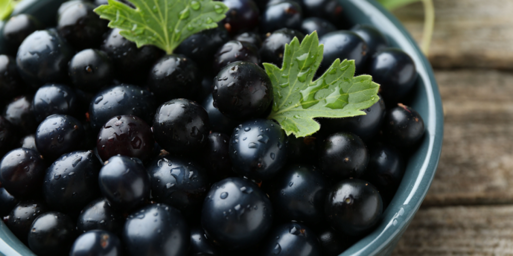 Solbær, blackcurrant