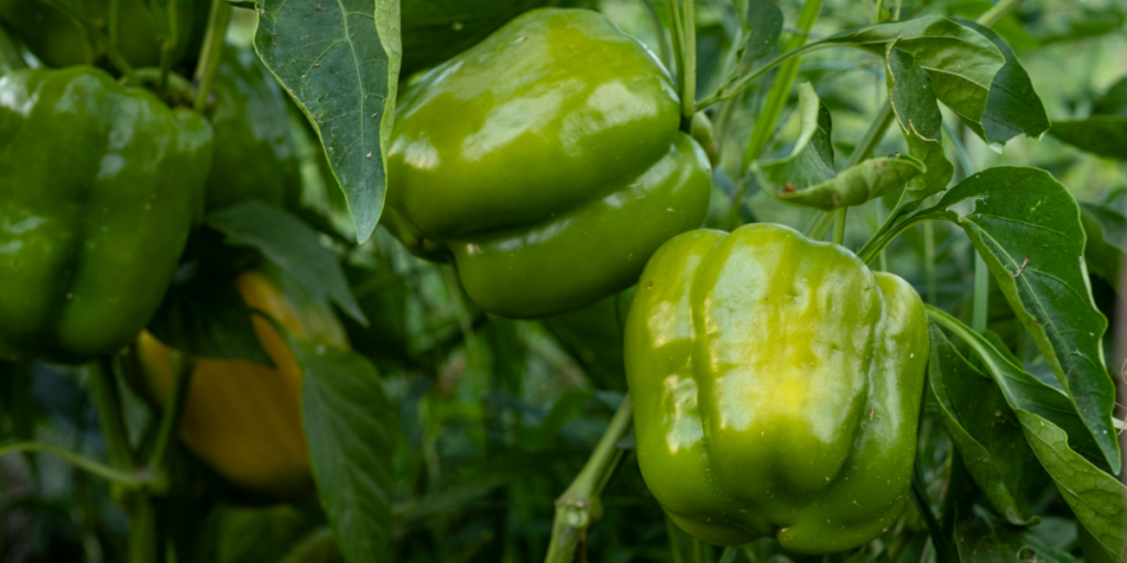Green ball pepper, grøn peber