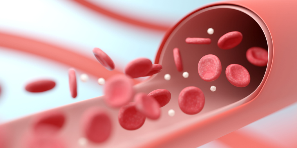 Arteries, veins, blood vessels