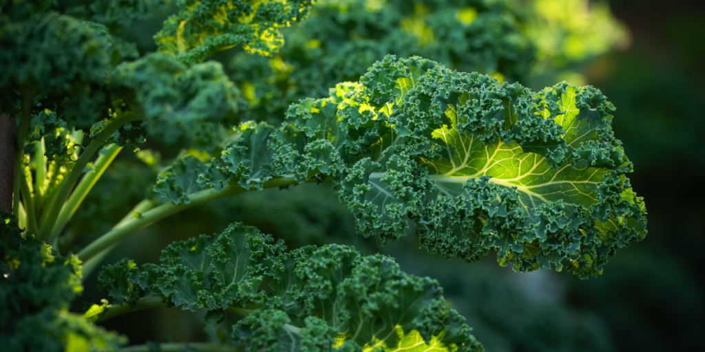 Grønkål, kale