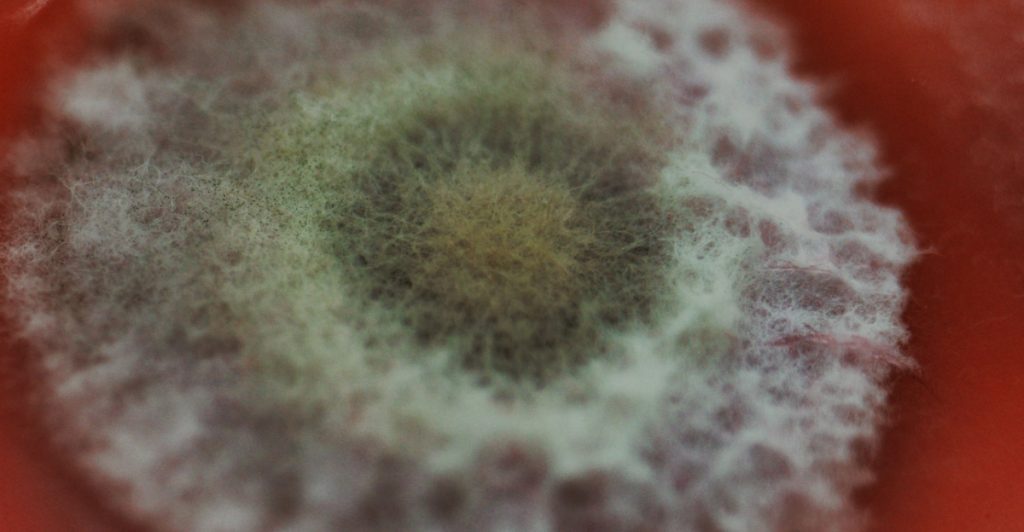 Climate Change Is Waking Up a New Threat: Dangerous Fungi