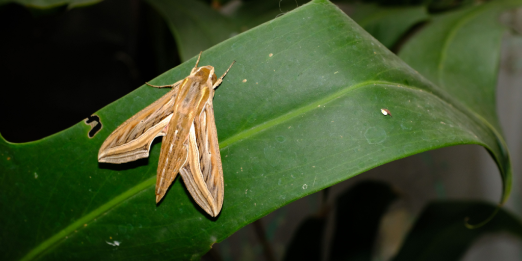 Moth