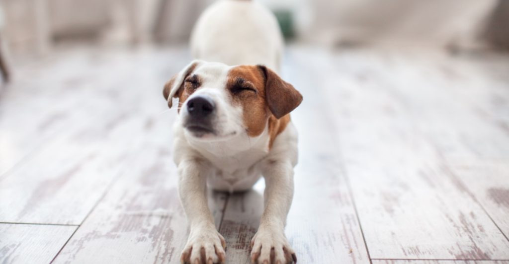 Hund, hund stretchar