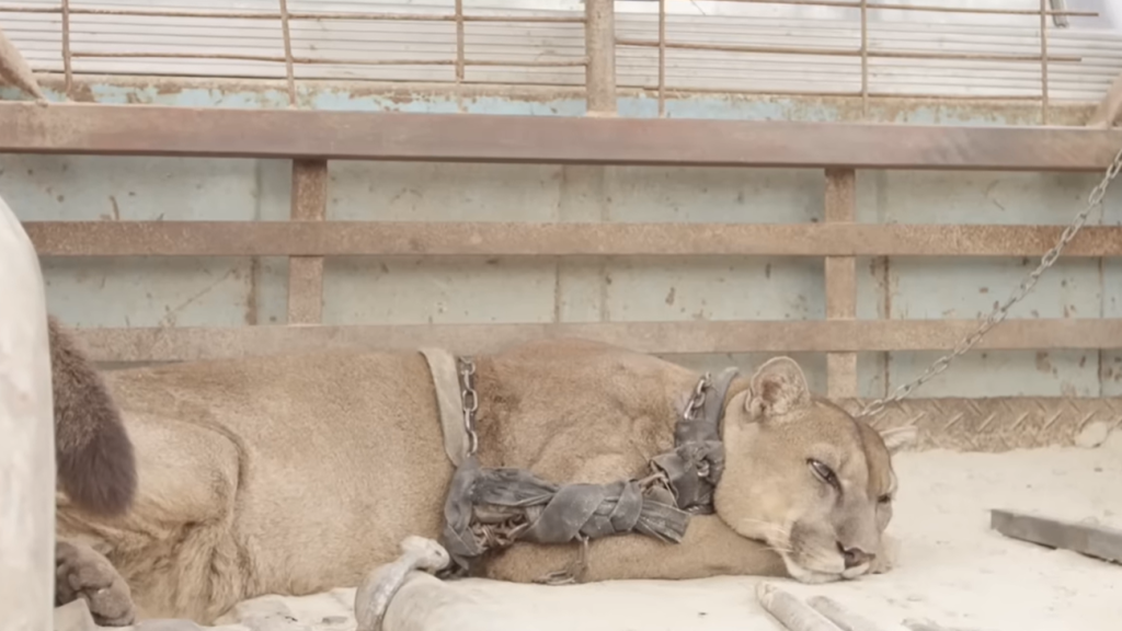 mountain lion Mufasa
