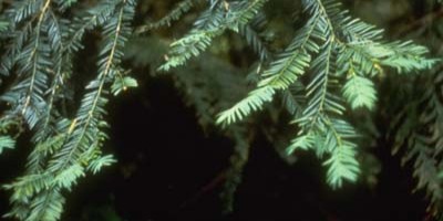 Taxus brevifolia, Pacific yew tree