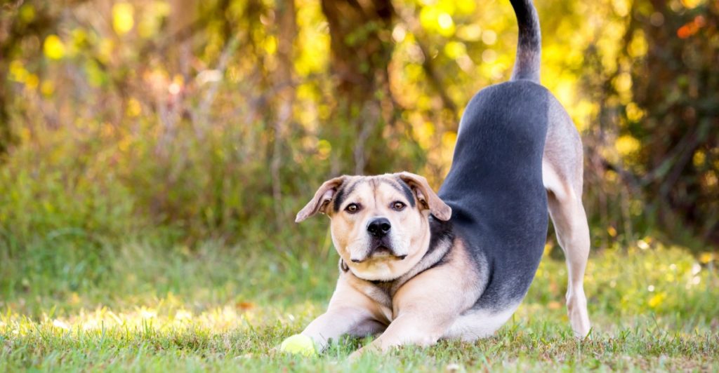 What Your Dog Is Really Telling You When It Stretches