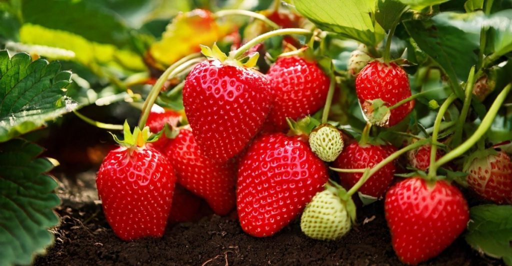erdberen,jordbær,strawberry