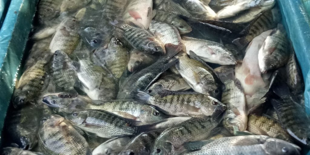 Norwegian Fans Trade 5 Kilograms of Fish for Exclusive Football Tickets