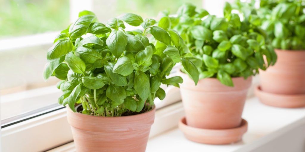 herbs krydderurt