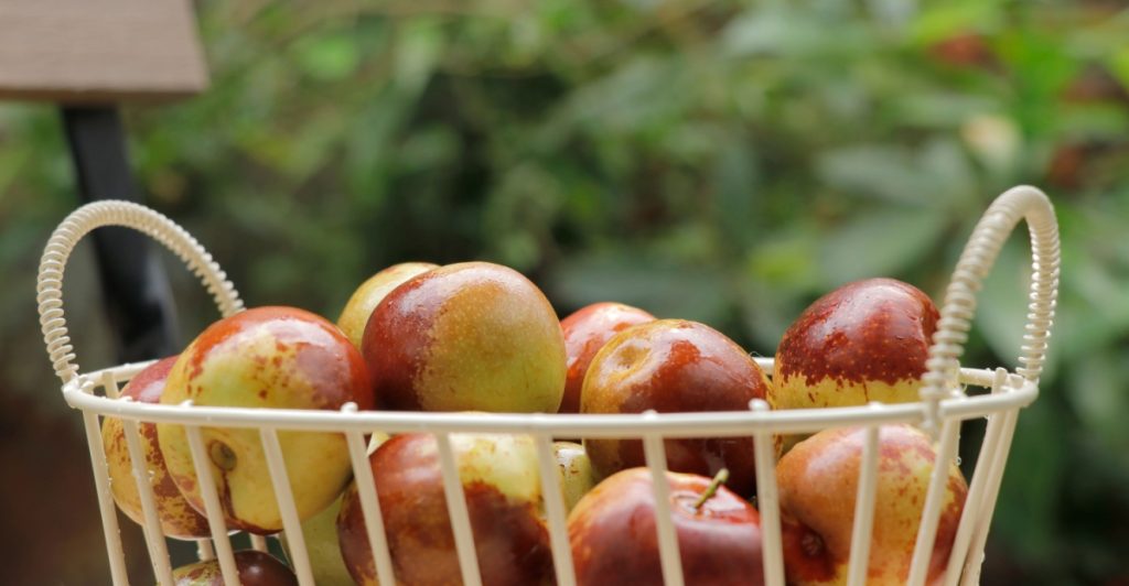 Viel zu wenige kennen diese nährstoffreiche Frucht