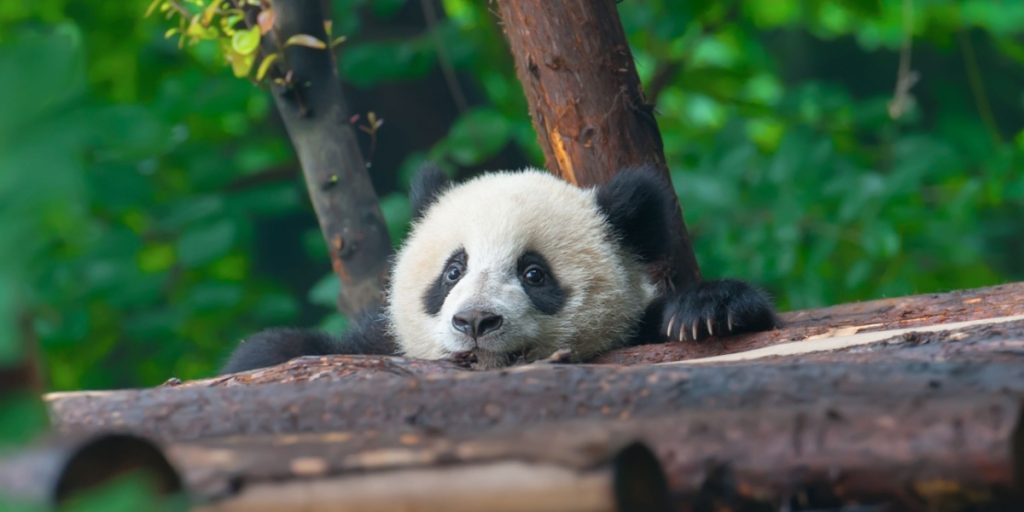 panda