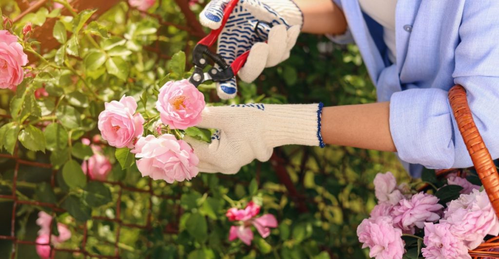 pink,roses,cut,roser