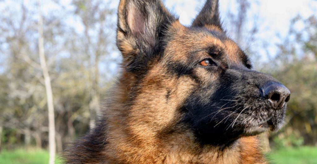 schæferhund,dog