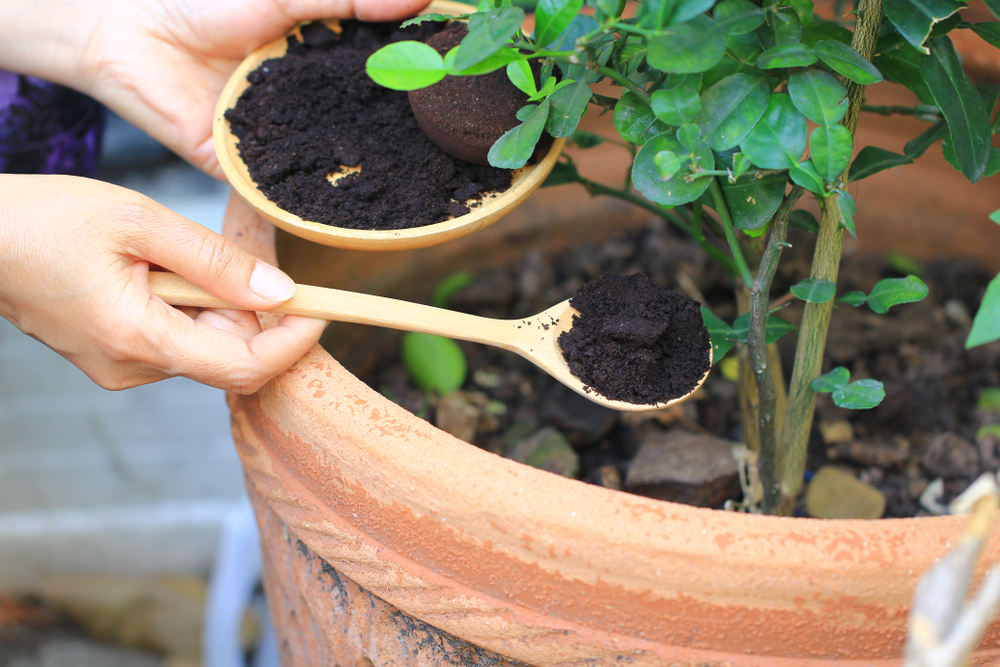 Coffee,Ground,,plant.kaffegrums,plante