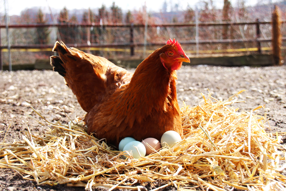 Rent-a-Chicken: Soaring Egg Prices Sparks Backyard Poultry Boom