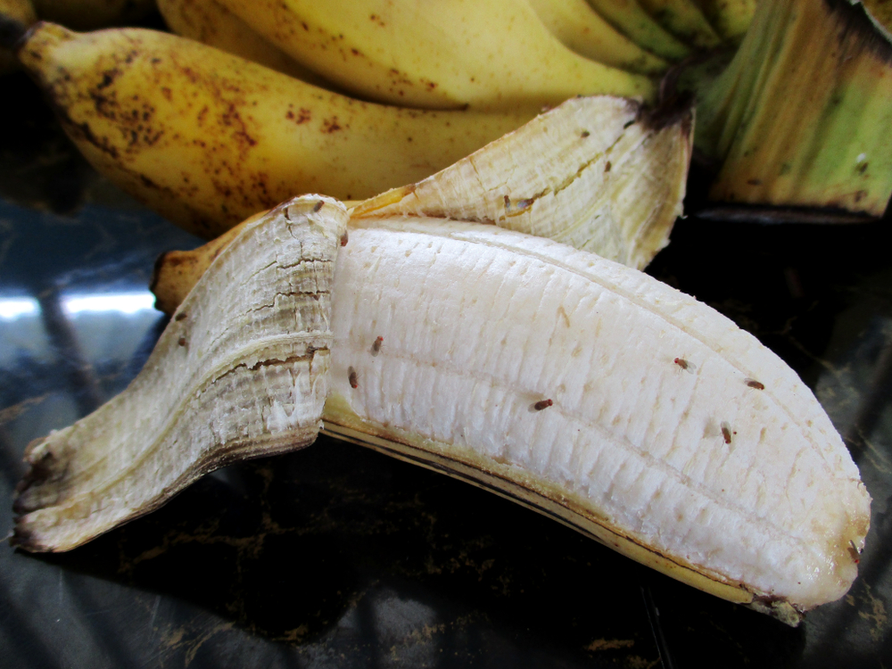 Banana flies, bananfluer