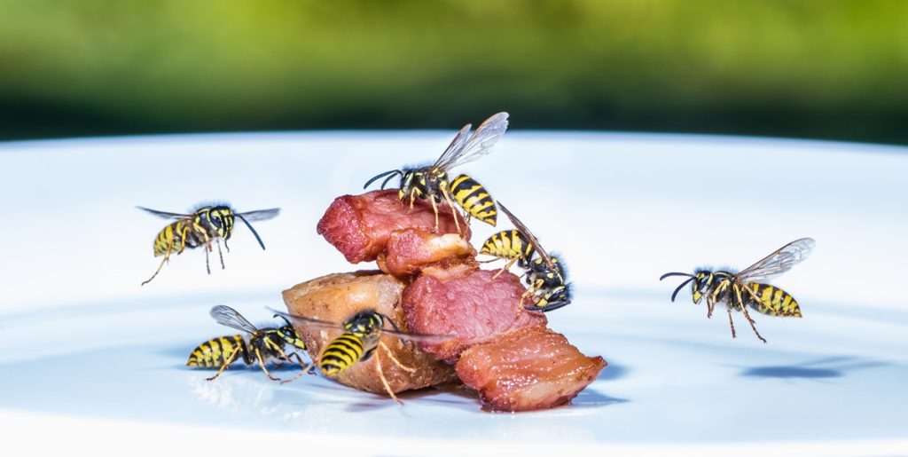 Wasps, hvepse, Wespen