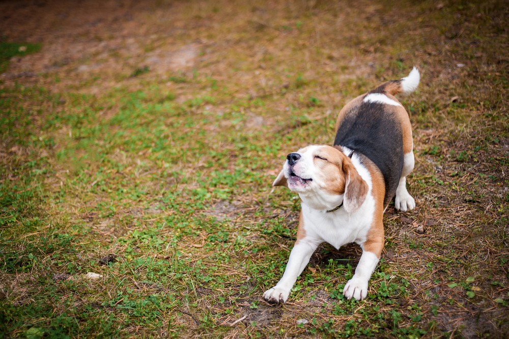 Hound,Beagle,stretch,strækker,sig,hund,dog