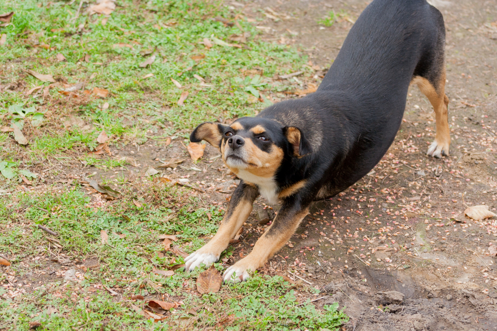 Dog,stretch,hund,strækker,sig