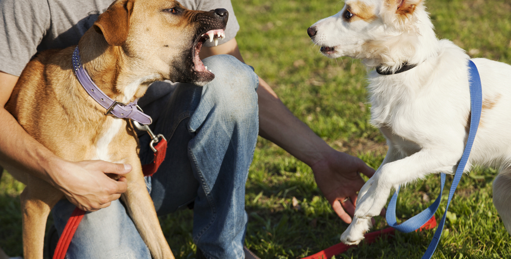 Two,Dogs,barking,scared,to,hunde,gøer,bange