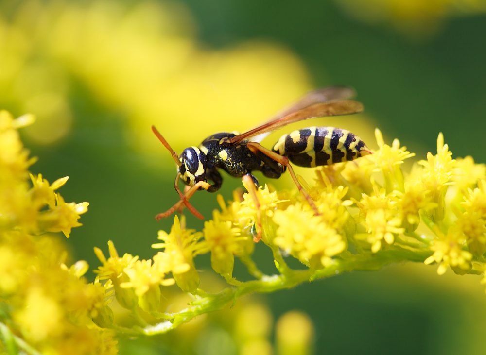 6 Plants That Help Keep Wasps Away from Your Garden