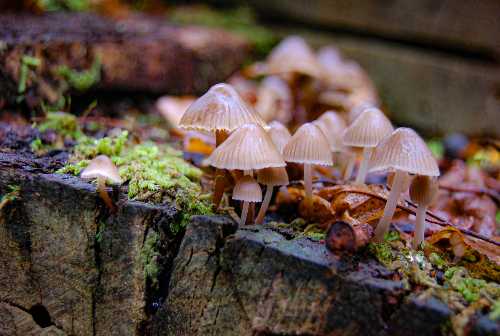 Psilocybe,Semilanceata,Mushroom,giftig,spids,nøgenhat,