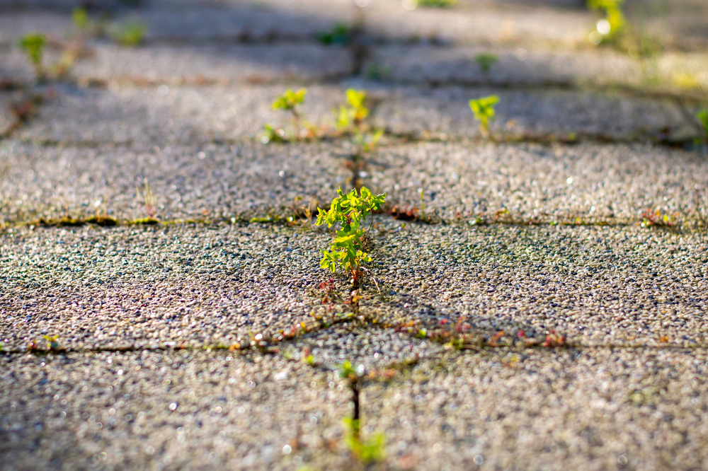 Tired of Weeds? These 4 Genius Hacks Will Transform Your Yard!