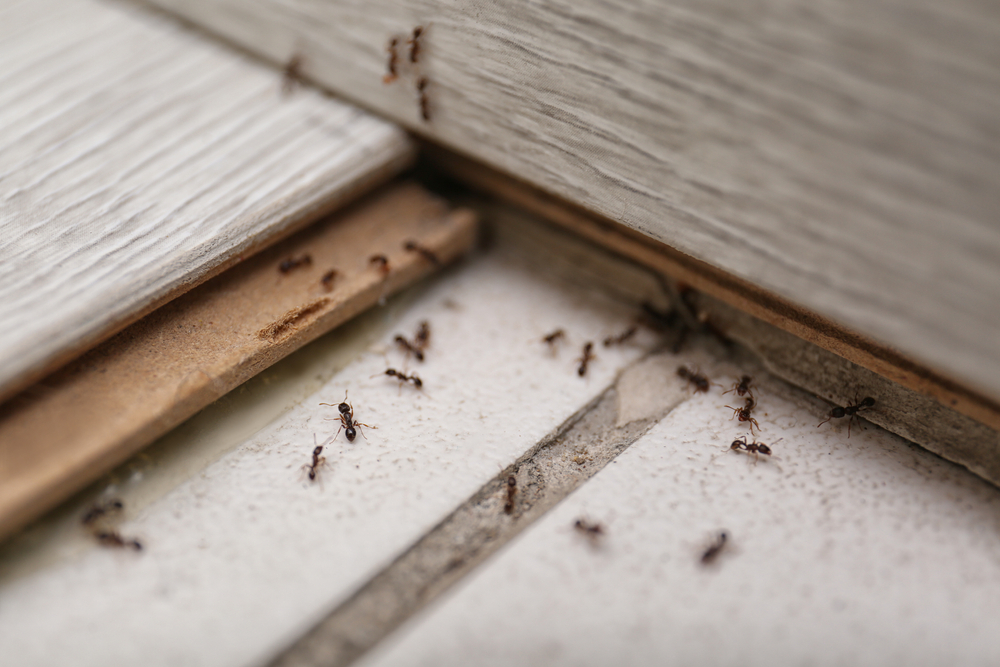So vertreiben Sie Ameisen aus Ihrem Zuhause – mit einem natürlichen Hausmittel