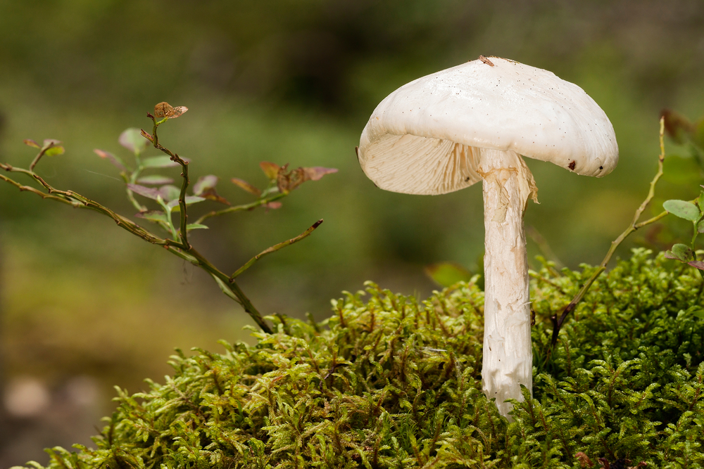 European,Destroying,Angel,Amanita virosa,snehvid,fluesvamp,giftig