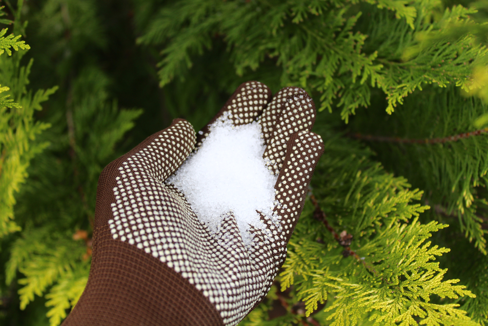 Epsom,Salt,gardenhave,kunstgødning