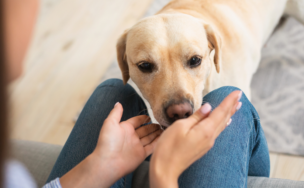 Labrador,Retriever,dog,hund